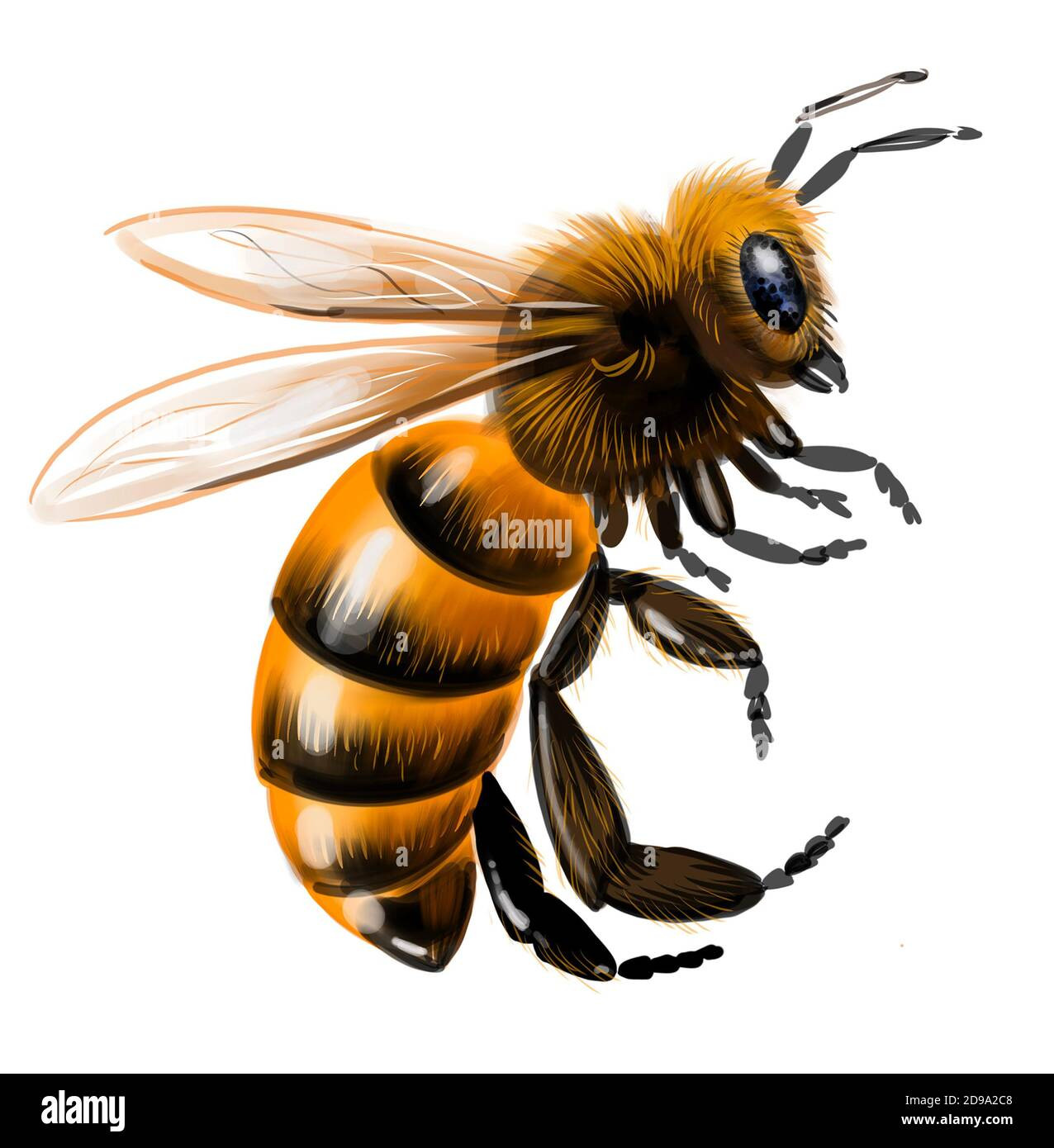 Flying honey bee