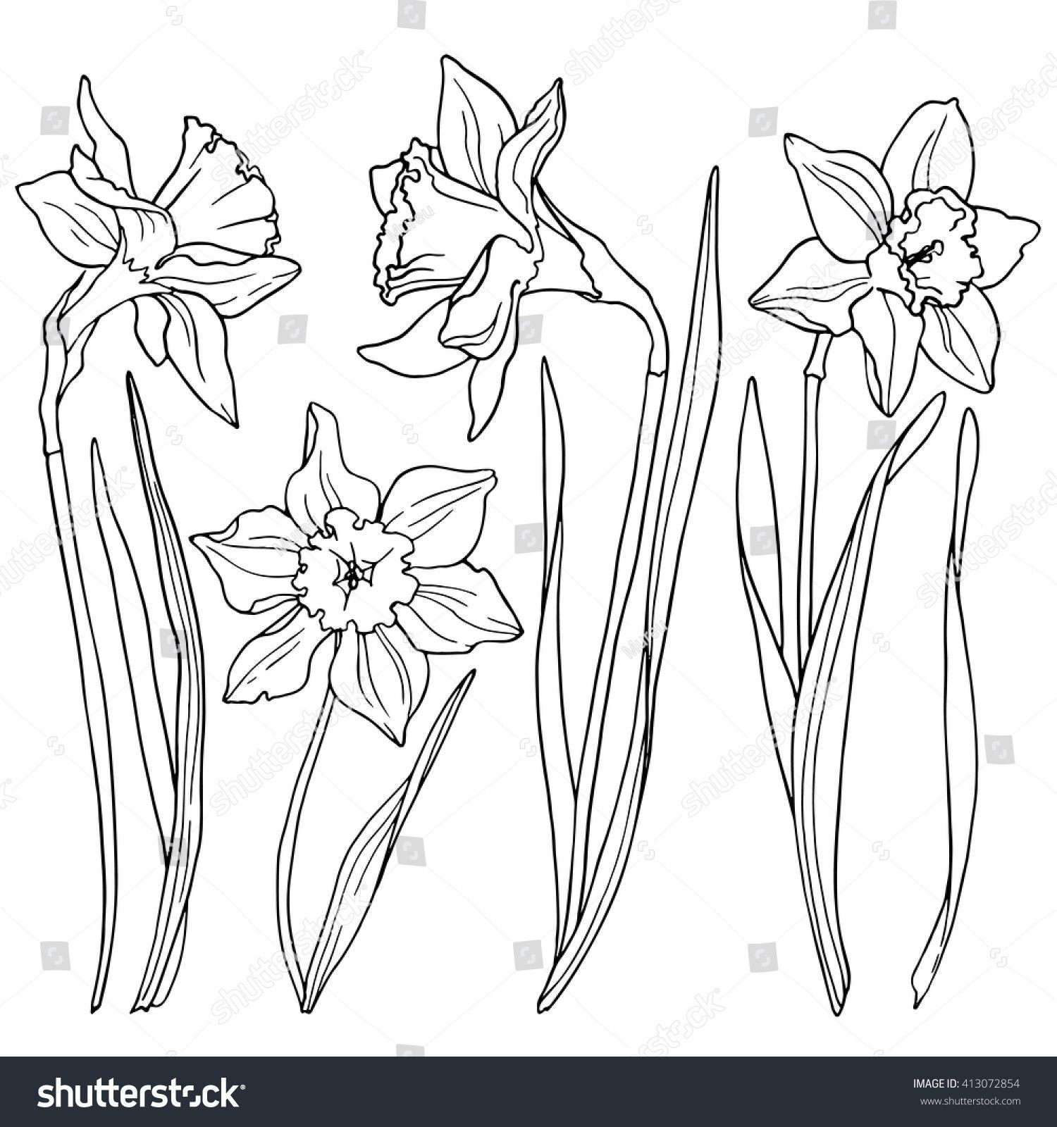 Daffodils, line drawings of flowers