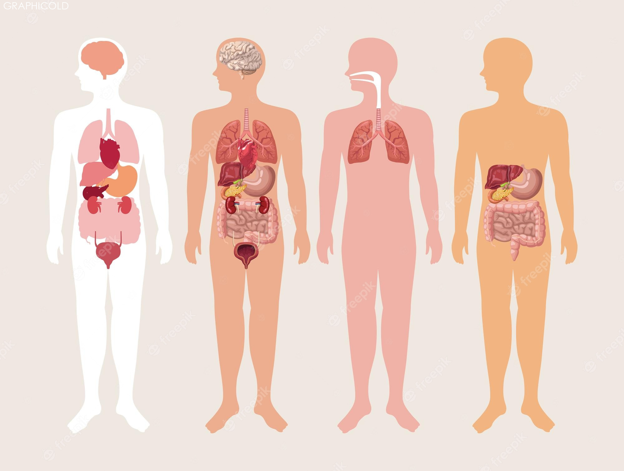 Free Vector  Four realistic human bodies