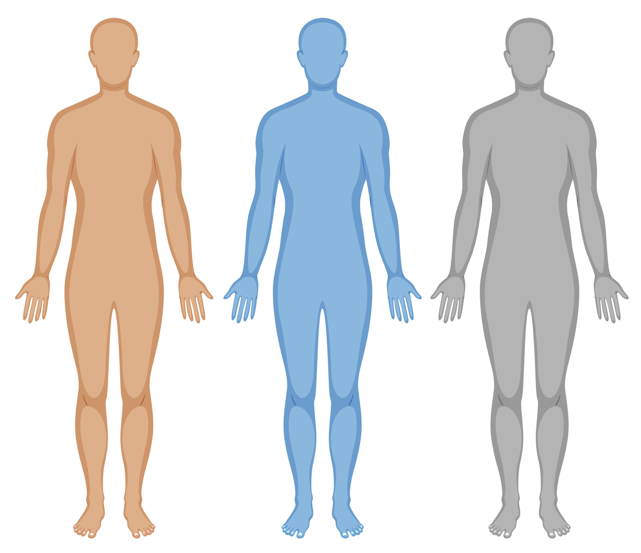 Human Body Vector Art, Icons, and Graphics for Free Download