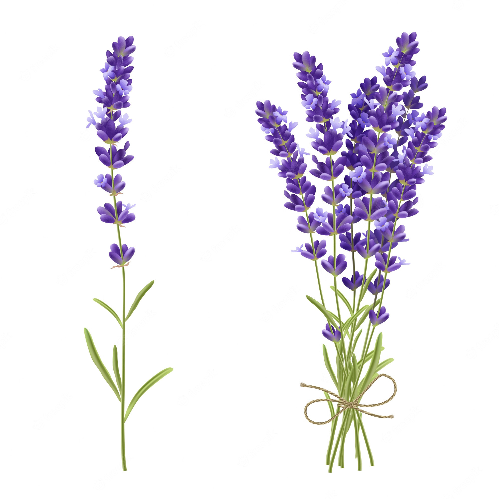 Lavender Illustration Images - Free Download on Freepik