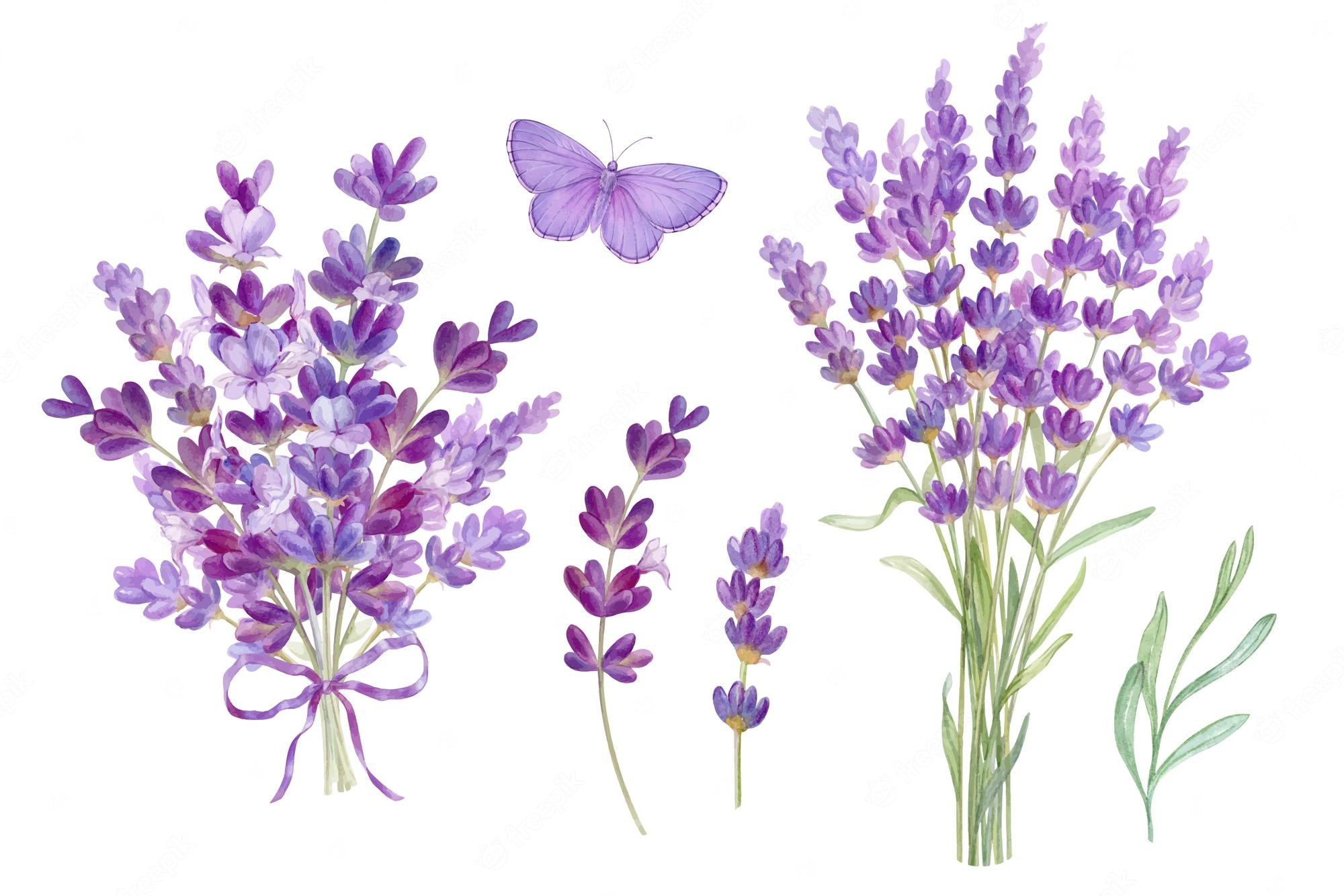 Lavender Illustration Images - Free Download on Freepik
