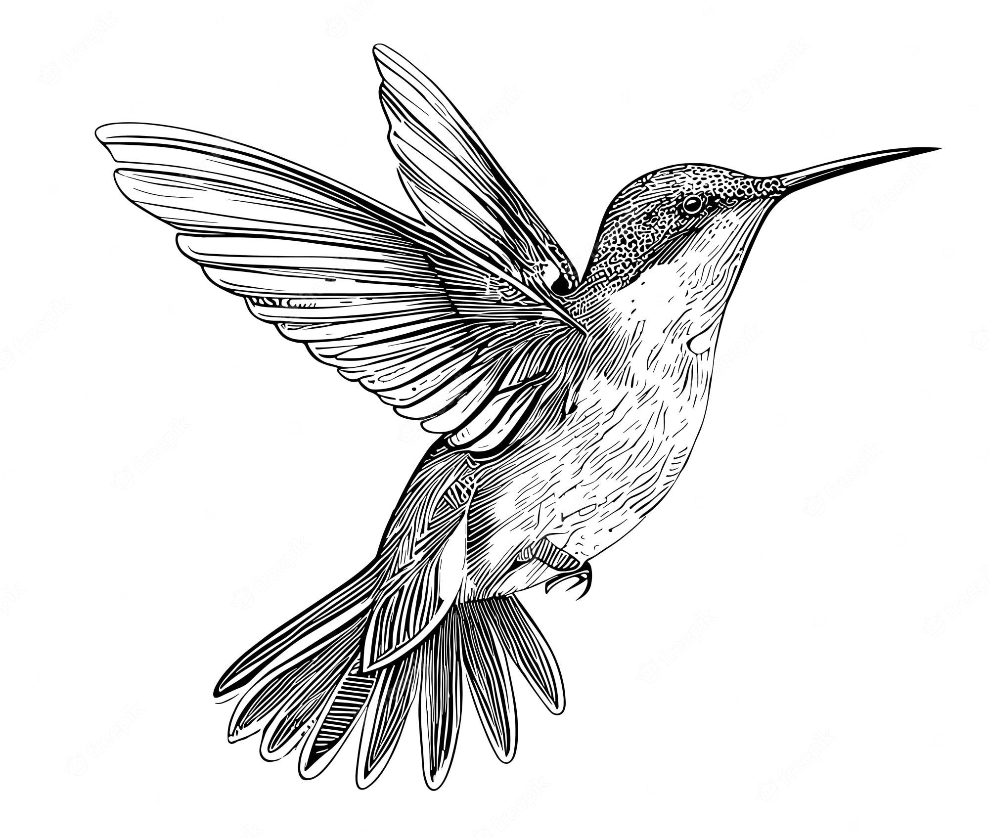 Premium Vector  Hummingbird bird beautiful sketch hand drawn