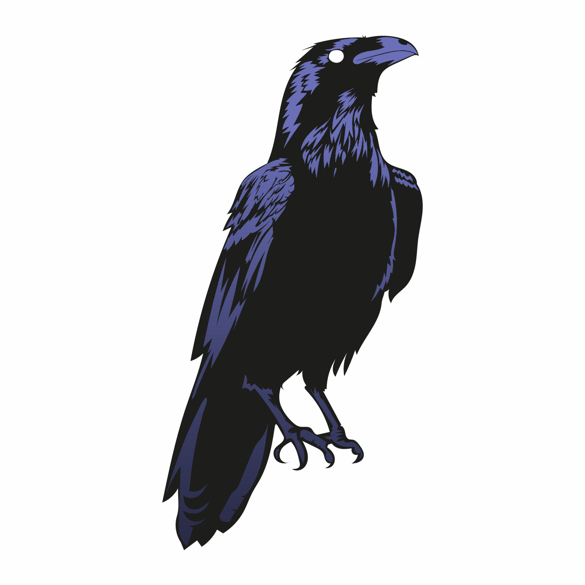 raven vector illustration, black horror crow  Vector Art at